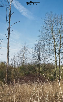 बळीराजा