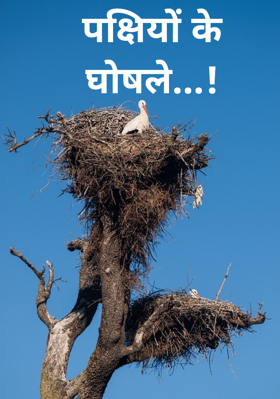 पक्षियों के घोसले...!