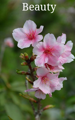Beauty