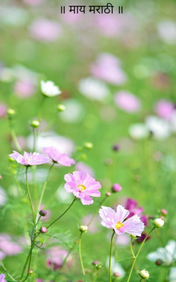 माय मराठी