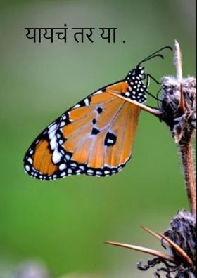 यायचं तर या