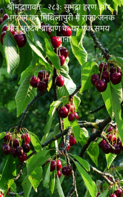 श्रीमद्भागवत - २८३