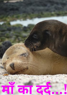 माँ का दर्द