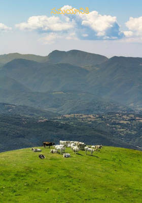 సమయానికి