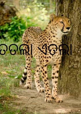 ତତଲା ଏତଲା