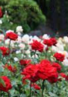 प्रभात रंग (५६४)