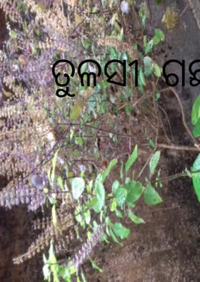 ତୁଳସୀ  ଗଛ  ମୁଁ