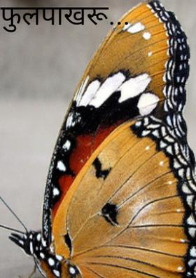 फुलपाखरू...