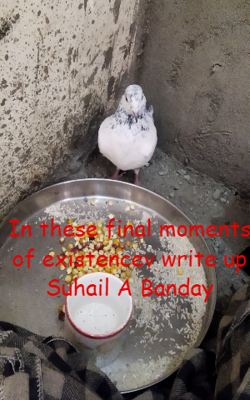 In these final moments of existence