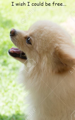 I wish I could be Free...