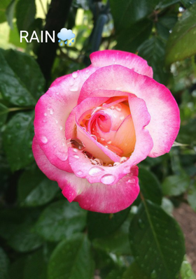 Rain
