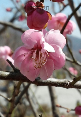 प्रेमगाथा