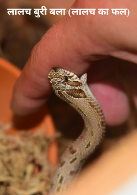 लालच बुरी बला