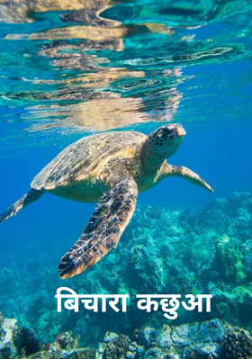 बिचारा कछुआ