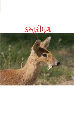 કસ્તુરીમૃગ