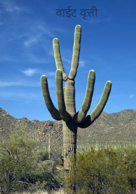 वाईट वृत्ती