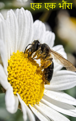 एक एक भौंरा