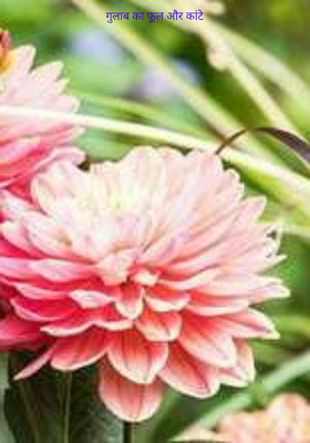 गुलाब का फूल और कांटे