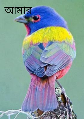 আমার বাসনা