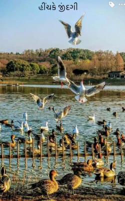 હીંચકે જીંદગી