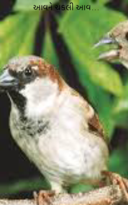 આવને ચકલી આવ