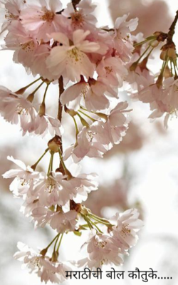 मराठीची बोल कौतुके.....