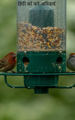 हिंदी को करें अनिवार्य