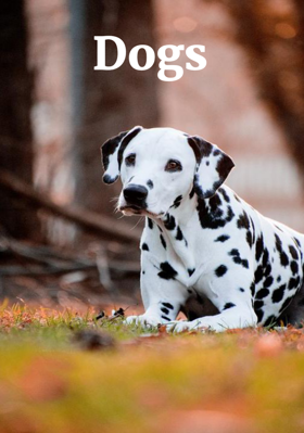 Dogs