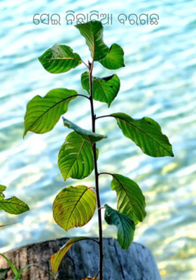 ସେଇ ନିଛାଟିଆ ବରଗଛ