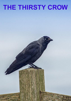 The Thirsty Crow