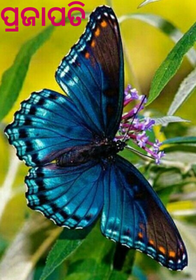 ପ୍ରଜାପତି