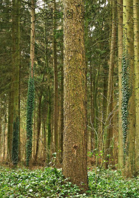 ಚತುರ ಇಲಿ