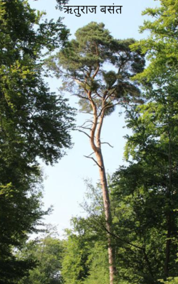 ऋतुराज बसंत