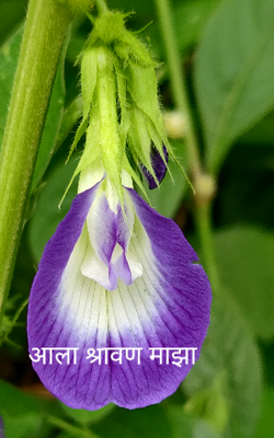 आला श्रावण माझा