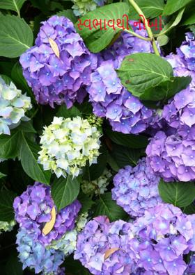 સ્વભાવથી નોખાં