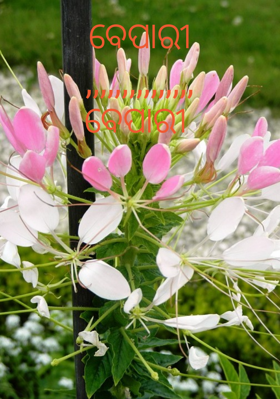 ବେପାରୀ,,,,,,,,,,,,,,,ବେପାରୀ