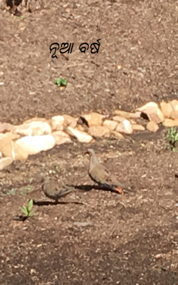 ନୂଆ ବର୍ଷ