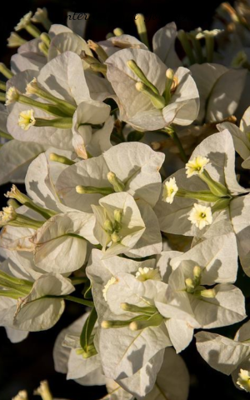 International Yoga Day