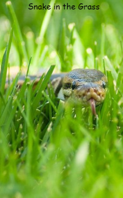 Snake in the Grass