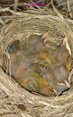 સ્વઘડતર