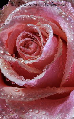 My Testimonies in Storymirror