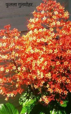 फुलला गुलमोहर..