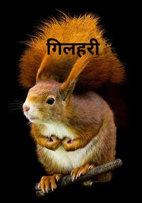 गिलहरी