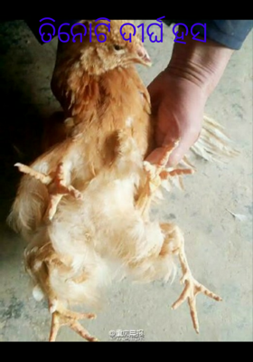 ତିନୋଟି ଦୀର୍ଘ ହସ