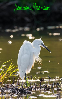 मेरे मामा