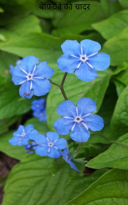 बेफिक्री की चादर