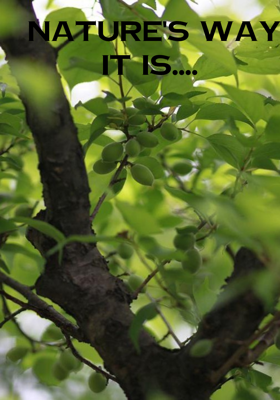 NATURE'S WAY IT IS....