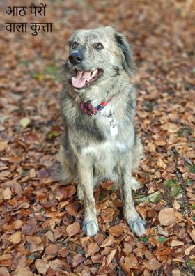 आठ पैरों वाला कुत्ता