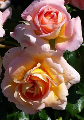 लापरवाही की कीमत