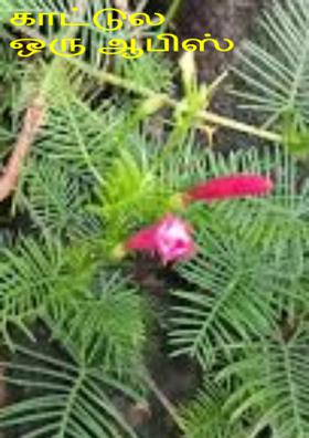 காட்டுல ஒரு ஆபிஸ்